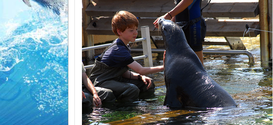 Rencontre avec les otaries