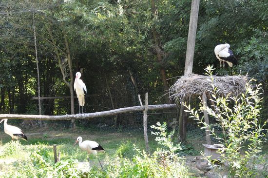 Le parc ornitho