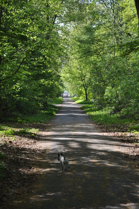Foret 2