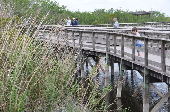 Les everglades